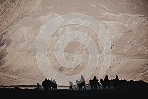 Silhouette image of camels caravan in the Hunder desert , Nubra valley