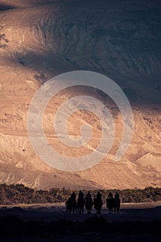 Silhouette image of camels caravan in the Hunder desert , Nubra valley