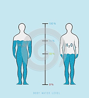 silhouette infographic showing water percentage level in human body vector illustration
