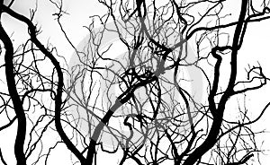 Silhouette of intertwining tree branches on a light background