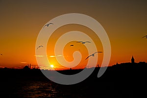 Silhouette of Istanbul at sunset with Galata Towerr and Suleymaniye and Seagulls