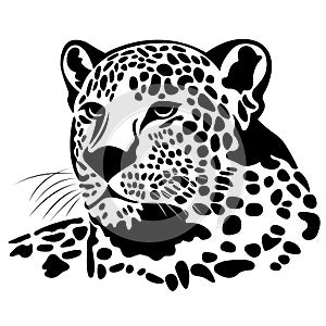 The silhouette of a jaguar head is painted black with various lines. Logo of the jaguar face