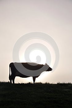 Silhouette of Jersey cow