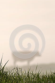 Silhouette of Jersey cow