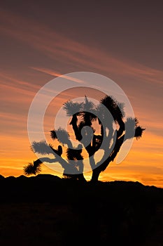 Silhouette of Joshua Tree With Colorful Sunset