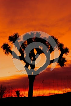 Silhouette of Joshua tree at sunset