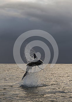 Silhouette of jumping Great White Shark.