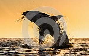 Silhouette of jumping Great White Shark. Red sky of sunrise.  Great White Shark  breaching in attack.