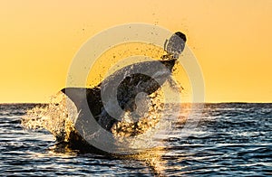 Silhouette of jumping Great White Shark. Red sky of sunrise.  Great White Shark  breaching in attack. Scientific name: Carcharodon