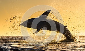 Silhouette of jumping Great White Shark. Red sky of sunrise.  Great White Shark  breaching in attack. Scientific name: Carcharodon