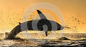 Silhouette of jumping Great White Shark. Red sky of sunrise.  Great White Shark  breaching in attack. Scientific name: Carcharodon