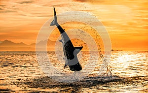 Silhouette of jumping Great White Shark . South Africa