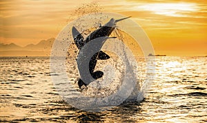 Silhouette of jumping Great White Shark. South Africa