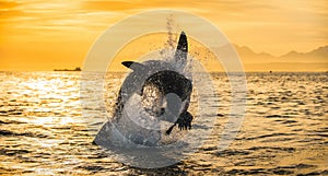 Silhouette of jumping Great White Shark on sunrise