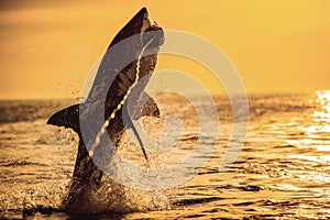 Silhouette of jumping Great White Shark on sunrise sky background. Carcharodon carcharias. South Africa