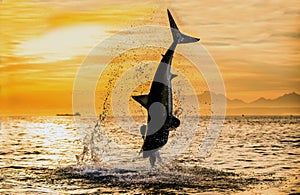 Silhouette of jumping Great White Shark on sunrise sky background. Carcharodon carcharias. South Africa