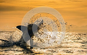 Silhouette of jumping Great White Shark on sunrise. South Africa