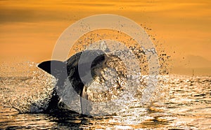 Silhouette of jumping Great White Shark on sunrise. South Africa