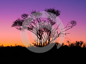 Silhouette of juneberry, Amelancier lamarckii, tree against sky at dusk, Netherlands photo