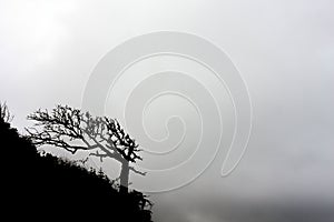 Silhouette of juniper tree of wierd shape due to blowing wind. Monochrome landscape photo