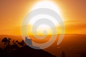 silhouette of a Kangaroo on a rock with a beautiful sunset in the background. The animal is looking towards camera. Queensland,