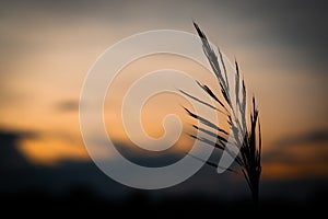 Silhouette Kans grass , Saccharum spontaneum in the wind