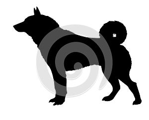 Silhouette of the kidskin