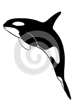 Silhouette of killer whale on white background. Orca