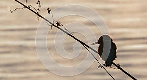 Silhouette of a Kingfishers or Alcedinidae bird perched on a tree branch by a river at sunset