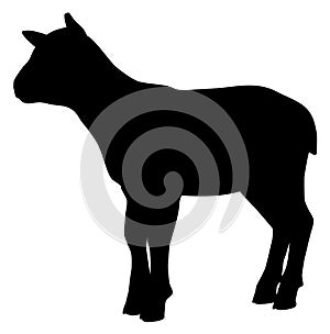 Silhouette of  lamb vector