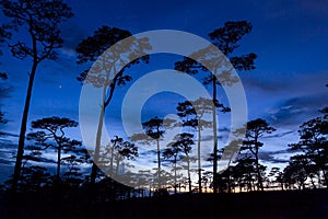 Silhouette landscape with pine forest