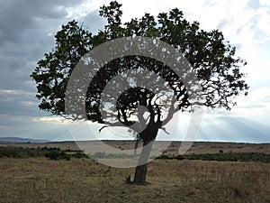 Silhouette of a large African acacia photo