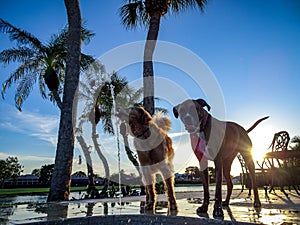 silhouette of a large dog