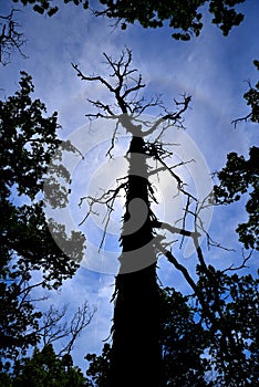 Silhouette of large leafless tree with sun halo