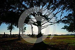 Silhouette of a large mature tree in a park