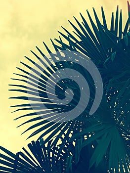 Silhouette of large palm fronds photo