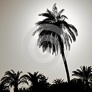 Silhouette of a large palm tree in the back light, photographed on the beach of Aqaba, Jordan