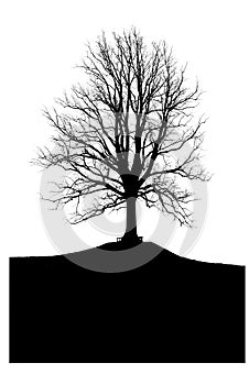 Silhouette of a large tree without leaves