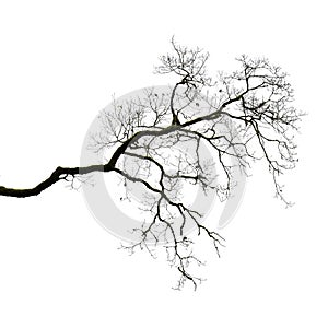 Silhouette of a leafless branch photo