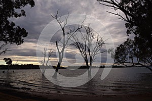 Silhouette Leafless dead tree standing in the Bowna Waters Reserve natural parkland on the foreshore of Lake Hume, Albury, NSW.
