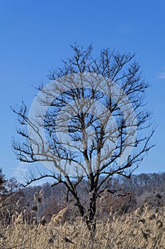 Silhouette of a leafless tree against a blue sky in winter season.