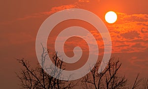 Silhouette leafless tree and round sun on sunset sky. Dead tree on red sunset sky background. Peaceful, tranquil, and death