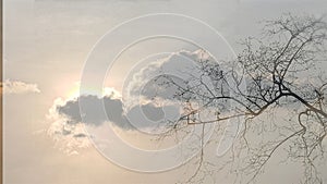 Silhouette of leafless tree on sunset in cloudy  evening sky background