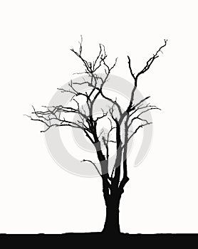 Silhouette Leafless trees photo