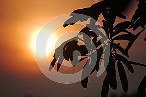 Silhouette leave plant and leaf tree with twilight sunlight in sunrise dawn time in outdoor garden at Si Satchanalai city in