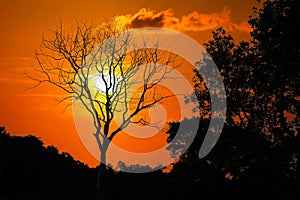 Silhouette of Leave less tree at red sky sunset