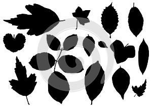 Silhouette leaver black