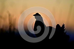 Silhouette of Lekking Black Grouse ( Lyrurus tetrix)