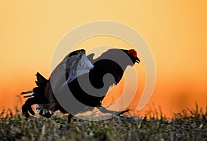 Silhouette of Lekking Black Grouse ( Lyrurus tetrix) against the dawn sky.