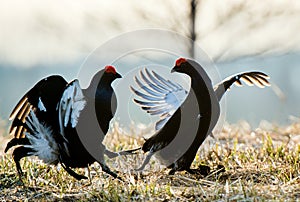 Silhouette of Lekking Black Grouse ( Lyrurus tetrix) against the dawn sky. Early morning Backlight. Birkhuhn, black grouse (Tetrao